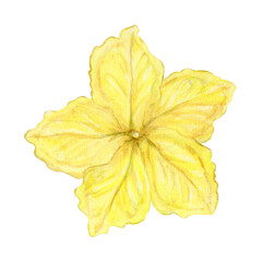 Watercolor illustration of a yellow flower with five petals. Gentle artistic style, suitable for botanical guides, decorative prints, textile design, and educational materials.