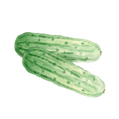 Watercolor illustration of two ripe cucumbers on white background. Hand drawn clipart for ecomarket, kitchen menu, food, natural cosmetics label. Botanical and food art style