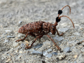 Lovely bug,