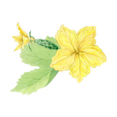 Ovary, flower and leaf of cucumber on white background. Watercolor composition, hand drawn. Hand drawn illustration for cookbooks, packaging, menus, food design, educational materials, kitchen decor.