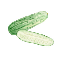 Watercolor illustration of two ripe cucumbers on white background. Hand drawn clipart for ecomarket, kitchen menu, food, natural cosmetics label. Botanical aeating, agriculture, diet, garden, ingredie