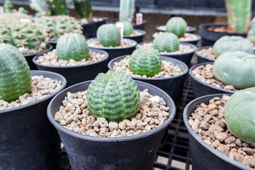 Euphorbia Obesa, globular succulent plant with white poisonous juice. It is known as the baseball...
