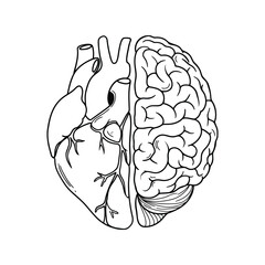 Symbolic illustration of human heart and brain halves symbolizing emotions and logic intertwined vector