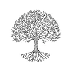 Naklejka premium Detailed sketch of a mature deciduous tree with intricate branches and prominent root system isolated on a light surface vector