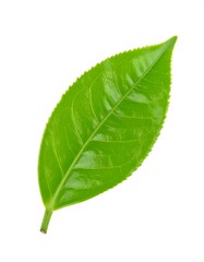 Fototapeta premium Close-up of a vibrant green tea leaf