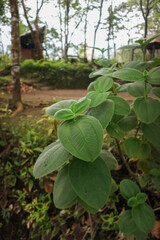 Vibrant green foliage in a lush outdoor setting with a hint of rustic charm in the background, perfect for nature and lifestyle themes