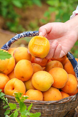 Fresh Apricot Picking - Hand Selecting Ripe Organic Apricots from Harvest Basket in Garden