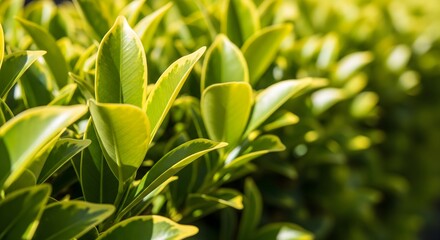 Close up of fresh vibrant green leaves in a garden with natural sunlight. A beautiful nature background representing growth, environment, and freshness.