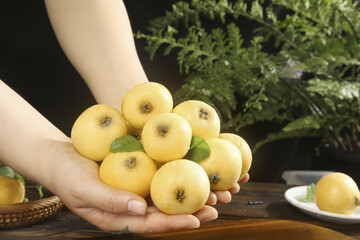 Freshly Picked White Jade Loquats from Suzhou Held in Hands with Natural Garden Background