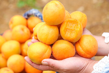 Fresh Ripe Apricots in Hands from Shandong China Agricultural Harvest Picking Season