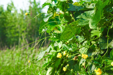 Loofah vine with yellow flowers growing in farm field - natural sponge gourd plant cultivation