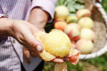 Freshly Picked Yangshan Peach from Wuxi China - Farmer Holding Ripe Fruit with Harvest Basket