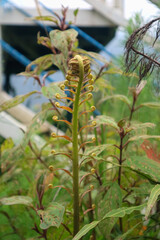 Delicate unfurling fern frond with vibrant green leaves and subtle bokeh background, showcasing nature's intricate beauty and growth cycle