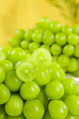 Fresh Green Seedless Grapes from Japan Freshly Picked in Sunshine Light