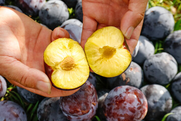 Fresh Plums from Shaanxi Orchard - Ripe Fruit Cut in Half Showing Golden Flesh