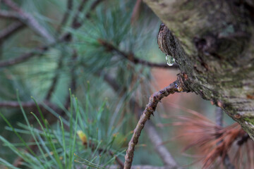 a drop of tree resin on the background of coniferous needles.