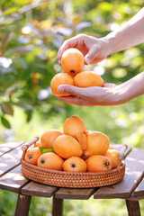 Fresh Loquat Fruit Harvest from Miyi Sichuan Mountains - Hands Picking Orange Fruits into Basket on Wooden Table