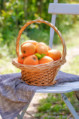 Fresh Picked Loquat Fruits in Wicker Basket - Sichuan Alpine Harvest on Garden Chair