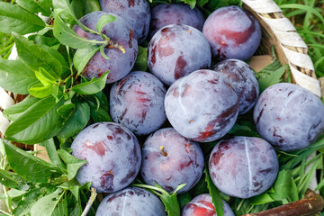 Fresh Picked Plums in Basket from Shaanxi Orchard with Green Leaves