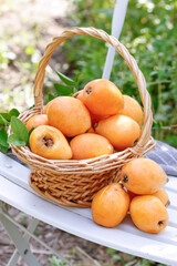 Fresh Alpine Loquat Fruits from Miyi Sichuan in Wicker Basket on Garden Table