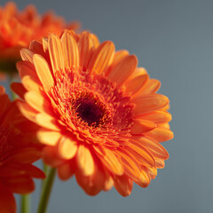 Orange gerbera daisies.