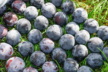 Fresh Picked Plums from Shaanxi Orchard Scattered on Green Grass