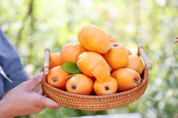 Freshly Picked Mountain Loquat Fruit from Panzhihua in Wicker Basket - Organic Harvest