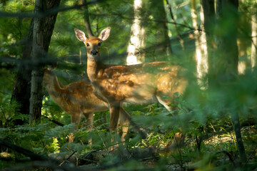 A pair of fawns in the woods during summer