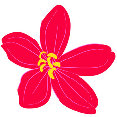 Jatropha integerrima (Peregrina) in Full Bloom