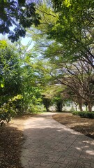 pathway in the park with large trees