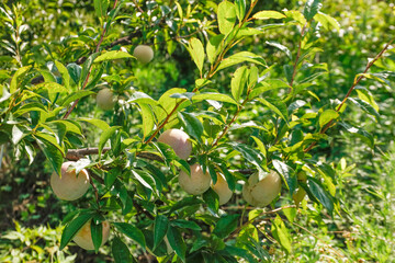 Fresh Ripe Plums Growing on Tree Branches in Orchard Ready for Harvest