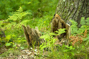 A tree stump and ferns in the forest during summer