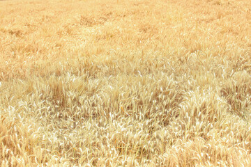Fototapeta premium Mature golden wheat field ready for harvest in rustic outdoor agricultural landscape environment