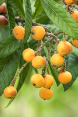 Ripe Loquat Fruits on Tree Branch in Panzhihua China Ready for Harvest Picking