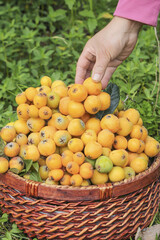 Fresh Loquat Fruit Picking in Panzhihua China - Traditional Harvest of Golden Tropical Fruits in Wicker Basket
