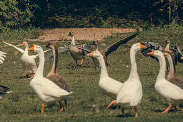 White and grey geese flap their wings in the field