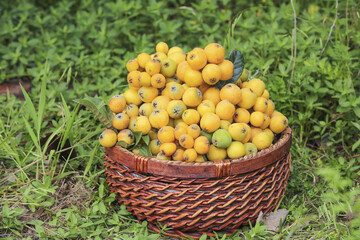 Fresh Loquat Fruit Harvest in Wicker Basket - Panzhihua Mountain Picking Exhibition