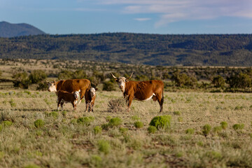 Texas Longhorn cattle with calves grazing in Arizona field
