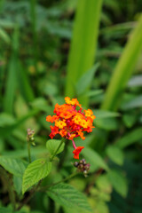 Vibrant cluster of tiny orange and yellow flowers blossoms beautifully against a soft green leafy background, evoking natural beauty and summer.