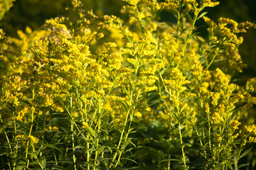 Yellow wildflowers illuminated in the sunshine