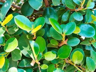 close-up of a green leafy plant that grows very densely and lushly; the leaves are small and oval...