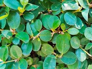 close-up of a green leafy plant that grows very densely and lushly; the leaves are small and oval...