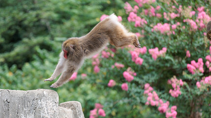 Japanese macaque jumping in mid-air © FORM