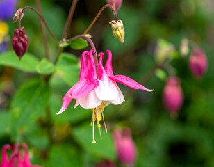 Close-up of a vibrant pink and white flower