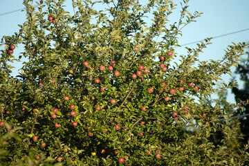 An apple tree laden with fruit in late summer
