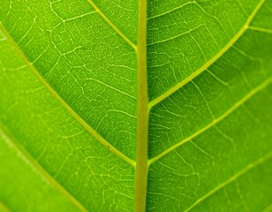 Obraz premium Close-up leaf veins (1)