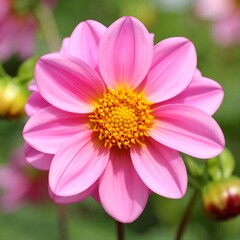 Fototapeta premium Close-up of a vibrant pink dahlia
