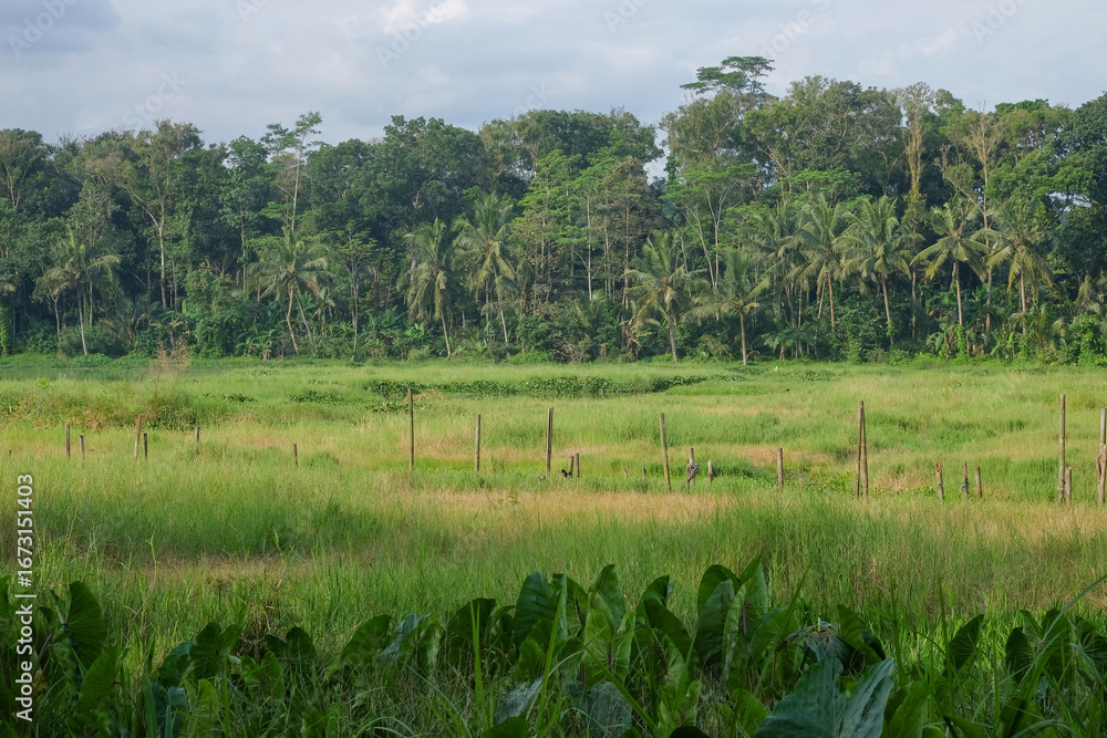 Poster natural scenery of rice fields and trees in the countryside. copy space for text. ecological and env