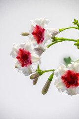 Full blooming of skunkvine (Paederia scandens) in Japan in August
