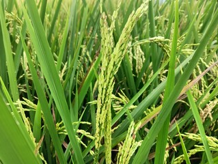 Rice plants that are attacked by bacteria are characterized by several grains turning black